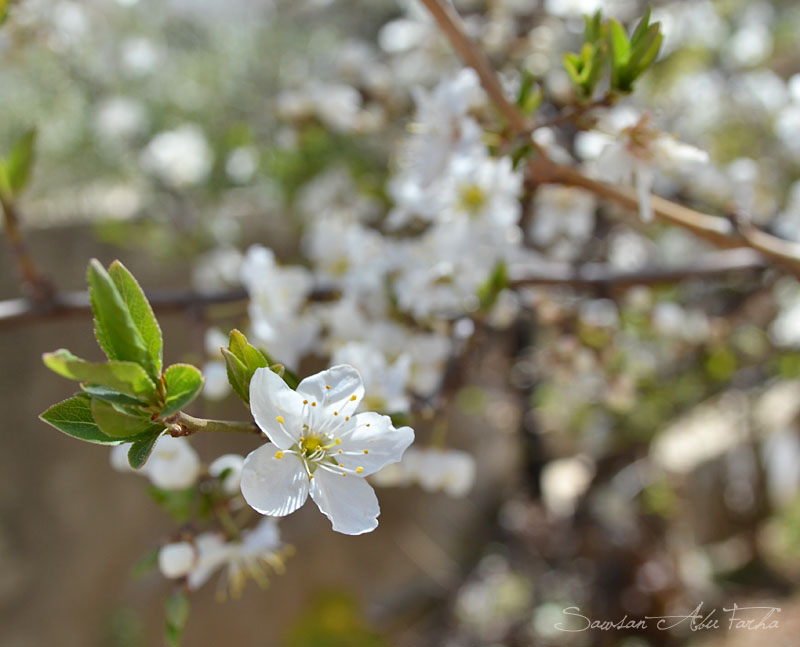 white blossoms copy
