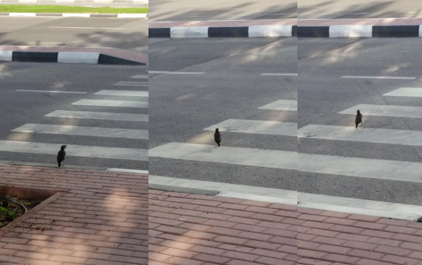 RAK birds crossing the street!!
