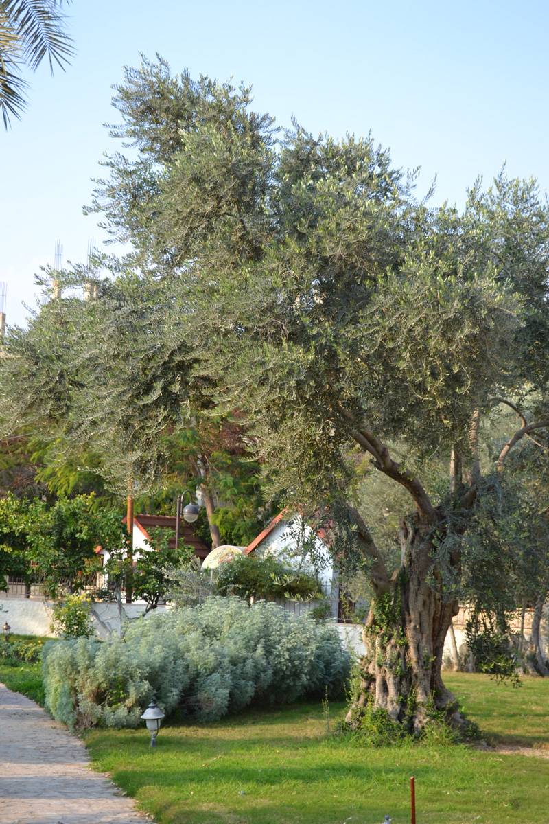 hundreds of years old olive tree.jpg