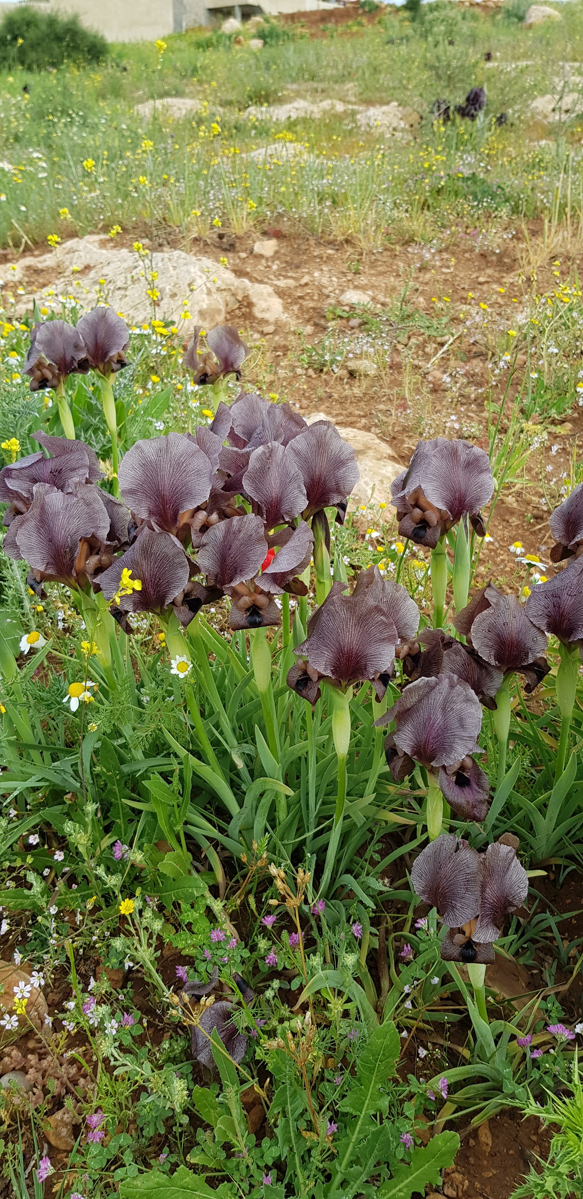 Black iris flowers in Jordan